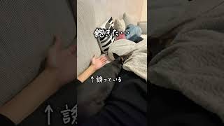 飼い主の手は雑に扱いたい愛犬…【ひとり暮らしと犬】 dog pet #shorts