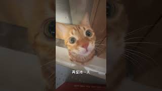 中国农历新年还有几天？ #阿福是一只橘猫