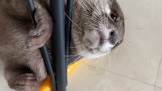 Otter Get Scolded By Daddy 🤣🦦|Otter Guilty Face 😂~Otter Melonpan| Cute Otter