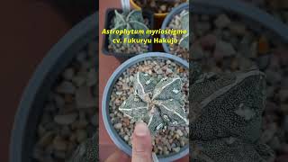 😮 Cultivares RAROS de Astrophytum myriostigma (Fukuryu, Haku-Jo)