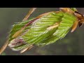 beech leaf budding timelapse woodland trust