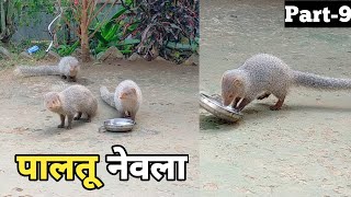 देखिए पालतू नेवले और नेवला का एक बच्चा, नेवला कैसा होता है?