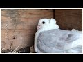 சிறந்த 7 pigeon breeding tips in tamil pigeon breeding