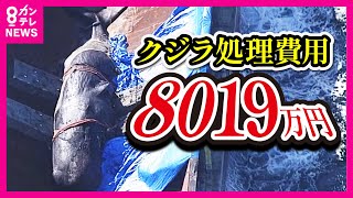 【8000万のクジラ死骸処理】当初3800万円の試算→約8000万円で契約　大阪市と処理業者の交渉で不可解なやりとり 「金を積まんと話にならん」〈カンテレNEWS〉