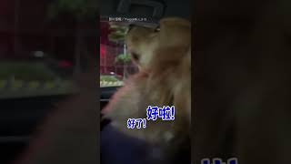 【我真的受傷了】阿金聽1句話走心 頭也不回 超難哄｜黃金獵犬｜狗狗｜生氣｜奧嘟嘟｜走心｜ 難哄