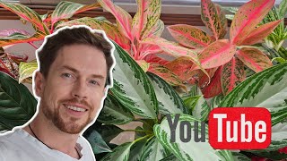 My entire collection of Aglaonema plants. More than 20+ varieties.