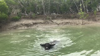 Wild Buffalo Charges Fisherman || ViralHog