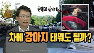 1353회. 자동차에 강아지 태워도 되나요?  안되나요?