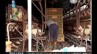 【大愛感恩影音網】20120413_19005嗜吃禽肉 一年啃噬26公斤.mp4