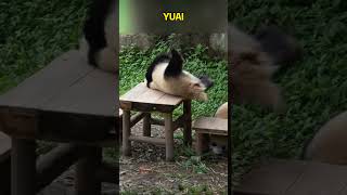 渝爱被自己的屁给嘣晕了 #pandafushun #funnypanda #funny #adorablepanda #cute #大熊猫 #大熊猫 #animals #cutepanda