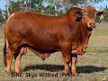 bryvonlea droughtmasters lot 46 bryvonlea virrat