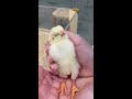 可愛いすぎてヤバい❗❗ 仰向けで寝るヒヨコ🐥