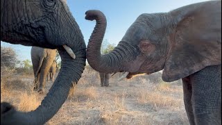 Quality Wilderness Time with Adine and the Elephants 🐘