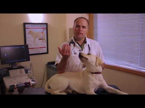dog keeps rubbing face with paws dog keeps rubbing face with paws