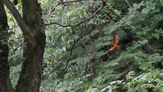 호반새 육추 Ruddy Kingfisher feeds nestlings | Halcyon coromanda