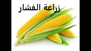 ذرة فشار او صفراء طرق تكاثر ورى وتسميد  corn حلقة 149