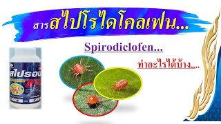 สารสไปโรไดโคลเฟน (Spirodiclofen) กำจัดไรศัตรูพืช