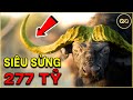 ️🏆277 TỶ 1 CON TRÂU RỪNG CHÂU PHI ĐỘT BIẾN Với Sức Mạnh Đánh BAY CẢ BẦY SƯ TỬ | Không Giới Hạn New