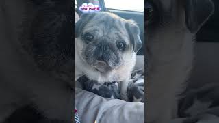 パパ待ち中。ママは置いて行かないよね・・・の圧　Don't leave without me! Pressure from Pug.