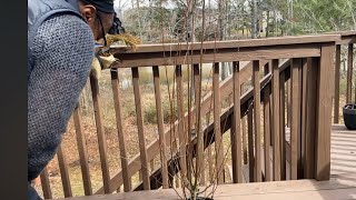 Pruning weeping willow tree for pot size🪴