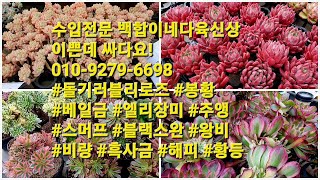 수입전문 백합이네다육신상 이쁜데 싸다요!010-9279-6698 #돌기러블리로즈 #봉황 #베일금 #엘리장미 #주앵 #스머프 #블랙스완 #왕비 #비량 #흑사금 #해피 #황등