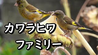 カワラヒワ ファミリー 手造り野鳥園　Greenfinch family