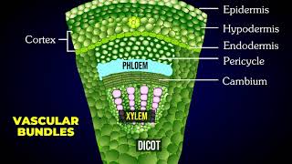 THE TISSUE SYSTEM | EPIDERMAL | VASCULAR | GROUND OR FUNDAMENTAL TISSUE SYSTEM