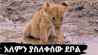 እውነተኛ ታሪክ፡ በእናቱ የተከዳው አሳዛኝ ደቦል ታሪክ.