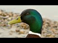 birdsday thursday the mallard duck