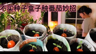 番茄种植，西红柿种植方法， grow tomatoes,环保省钱超市买了好吃的西红柿，直接可以取种子种植，报纸做的盒子简单环保