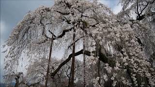 秩父　清雲寺のしだれ桜2019