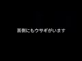 出雲大社はうさぎがいっぱい🐰🐰