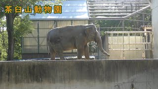 【茶臼山動物園】アジアゾウのフー子（241108）