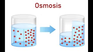 Understanding Osmosis - The Key to Fluid Balance