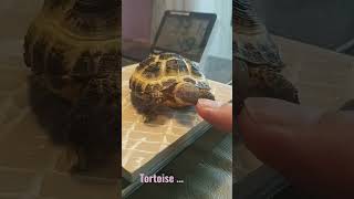 #tortoise #四指陸龜#挖哥#playing #biting #finger #挖哥日常#daily