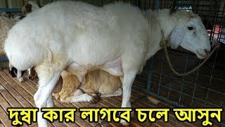 ঈদের স্পেশাল কিছু দেশী-বিদেশী ছাগল,দুম্বার কালেকশন ! Goat, Dumba Farm,eid ul azha 2019