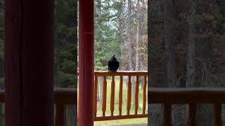 Canadian Raven from Alberta Canada #birdlovers #canadalife #crow #summertrip #caping #huge #excited