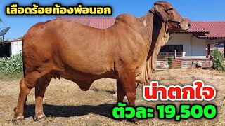 ของดีเมืองสารคาม‼️ถูกจนน่าตกใจ 19,500 บาท เมื่อก่อนหลักแสน ตอนนี้เพียง?..| 28 ธ.ค.67 | คุณต้าร์ฟาร์ม