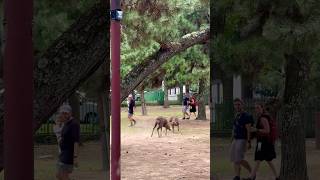 鹿の動きが活発になり外国人観光客も注目🫎奈良公園