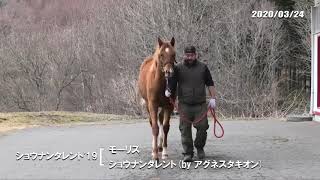 03/24　ショウナンタレント'19（父モーリス　母父アグネスタキオン）歩き