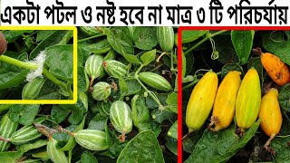 একটা পটল ও নষ্ট হবে না মাত্র ৩টি পরিচর্যায় | পটল চাষ পদ্ধতি | Potol Chas @atikagro95