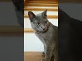 Bubbles the cat no idea what he wants to do. Russian Blue. chat gato Кот kucing قط Pls Subscribe.