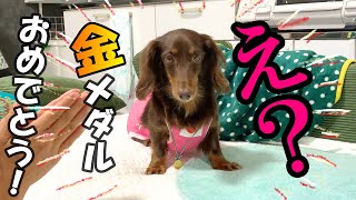 【乳腺腫瘍】手術をがんばった愛犬に金メダルを贈呈してみた結果がコチラ。