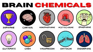 Every Brain Chemical & Their Effects Explained