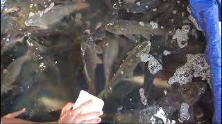 #fishing #fish #fishinglife খুব কম খরচে এই মাছগুলো চাষ করা যায়