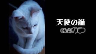 【天使の猫】斉藤和義／唄/のてつ