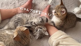 飼い主のまたぐらでにゃんプロを始める子猫たち