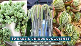 50 Rare & Unique Succulents || Hard to Find Succulent Types for Indoor and Outdoor Gardens