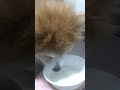 牛乳を飲む老犬ポメラニアンのきぃちゃん