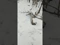 Hiking in woods (shoe prints that didn't sink in snow)!